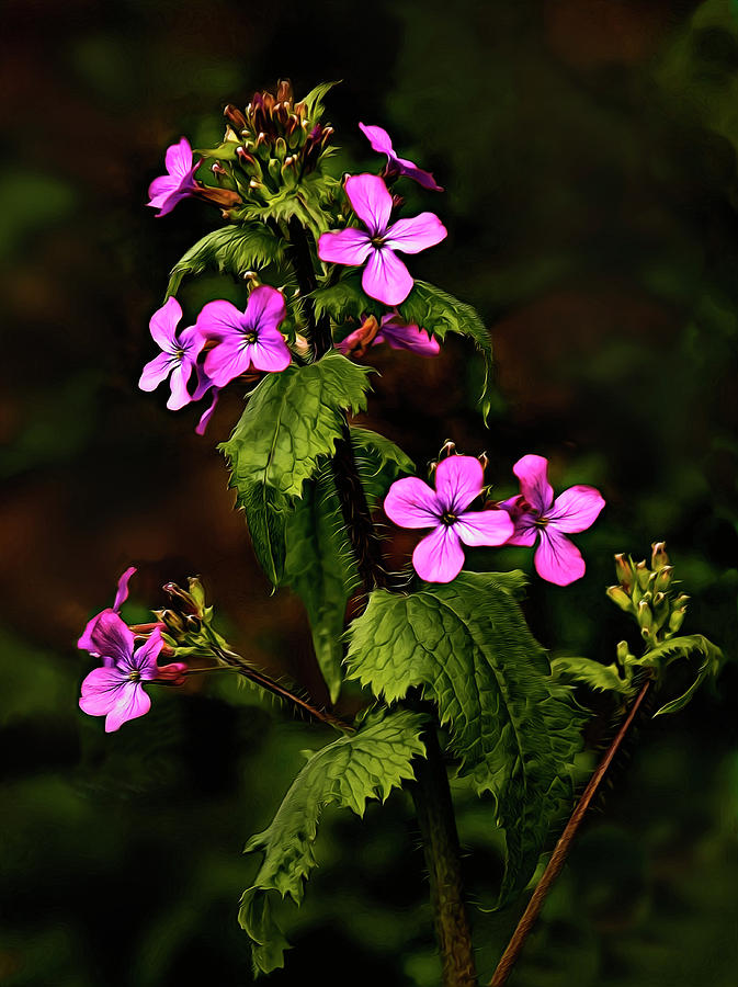 Honesty Flowers Photograph by John Christopher