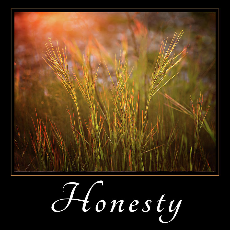 Honesty Photograph by Mary Jo Allen