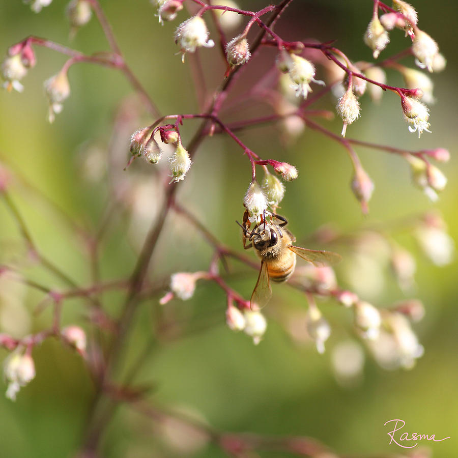 Flower Photograph - Honey Acrobat by Rasma Bertz