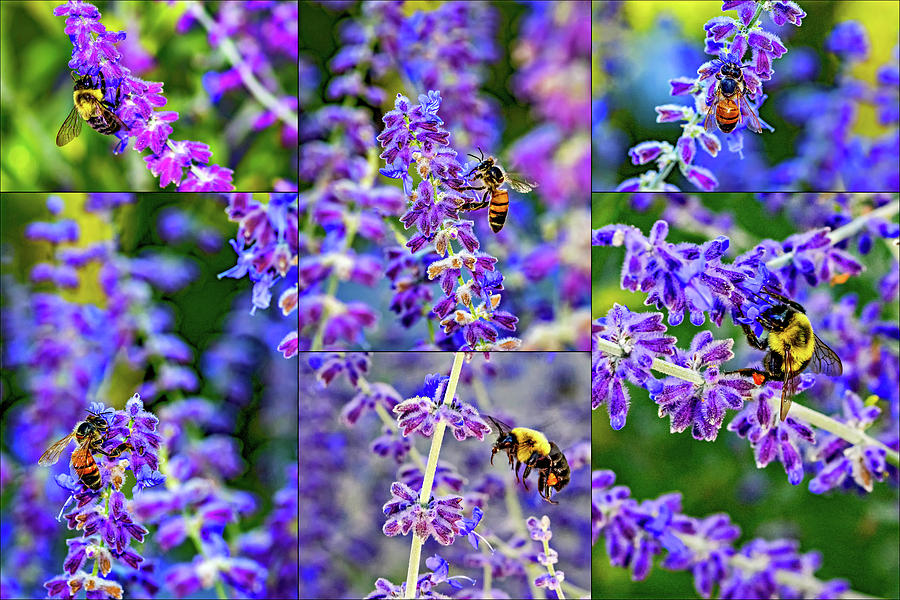 Honey And Bumblebee Collage 2 Photograph by Steve Harrington