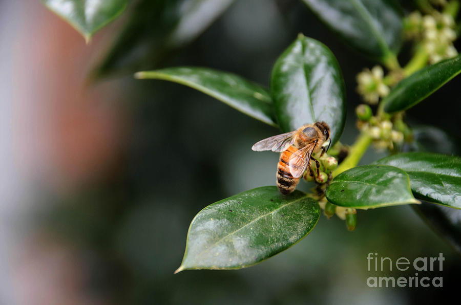 Honey Bee 2 Photograph by Andrea Anderegg
