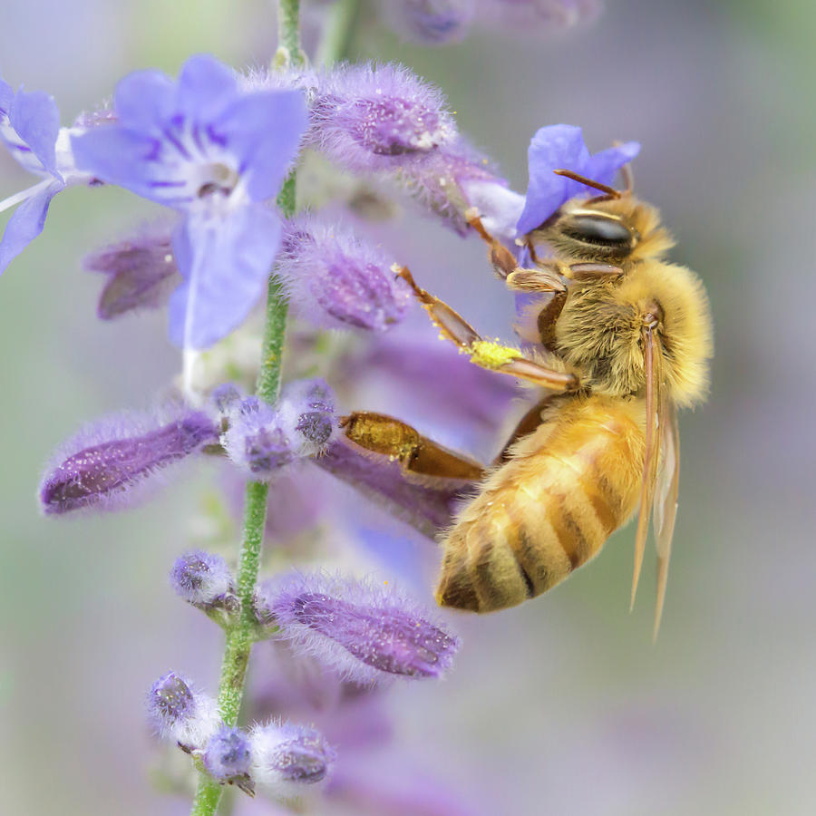 Flowers Still Life Photograph - Honey bee 2 by Jim Hughes