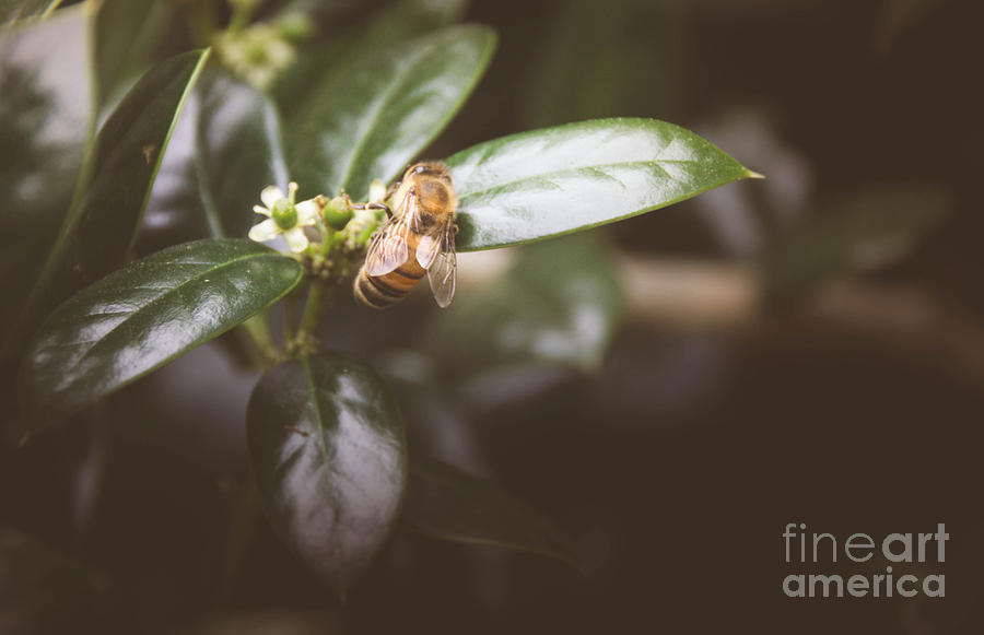 Honey Bee 3 Photograph by Andrea Anderegg