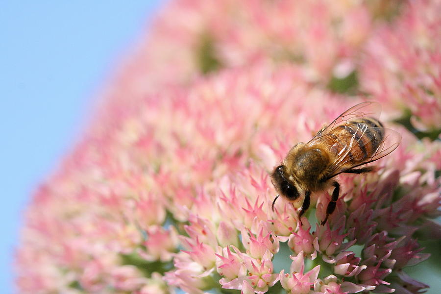 Honey Bee 3 Photograph by Angela Rath