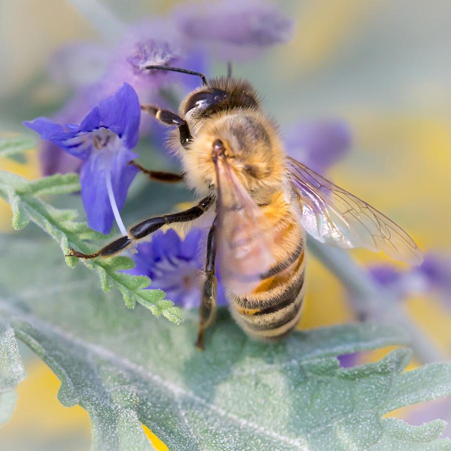 Flowers Still Life Photograph - Honey bee 3 by Jim Hughes