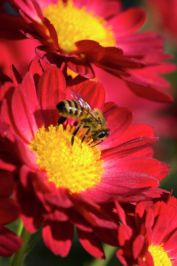 Nature Photograph - Honey Bee And Chrysanthemum by Christina Rollo