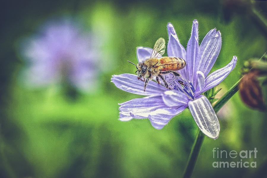 Honey Bee And Flower Photograph