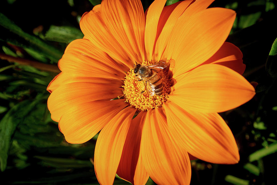 Honey Bee and Gerber Daisy in San Diego Photograph by Kenneth Roberts