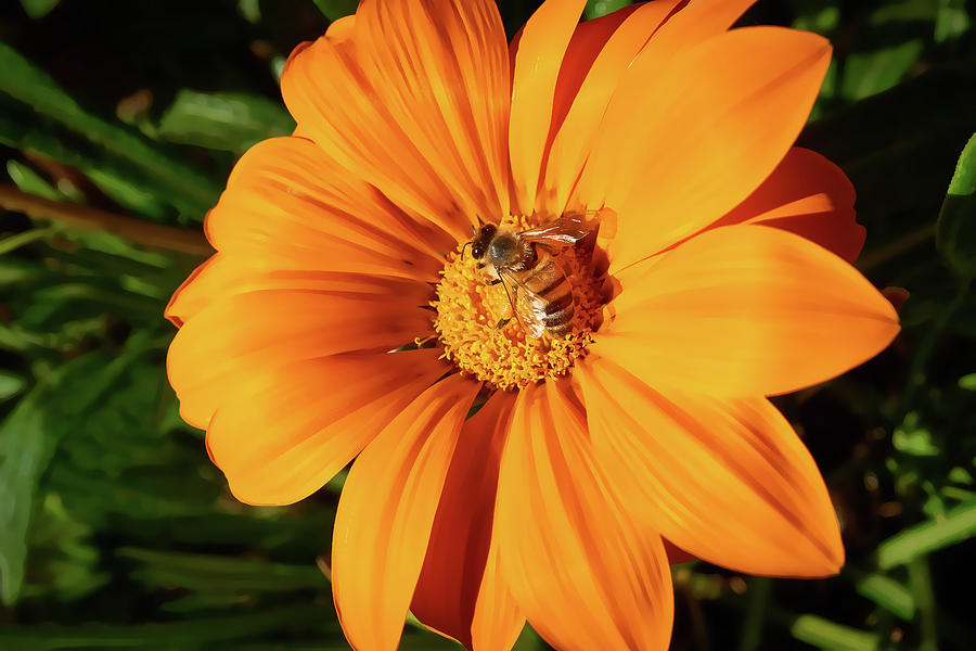 Honey Bee And Gerber Daisy In San Diego Variation 2 Photograph by Kenneth Roberts
