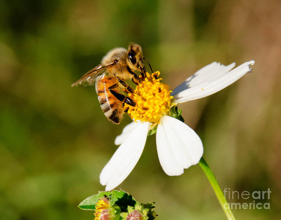 Honey Bee Photograph by Andrea Anderegg