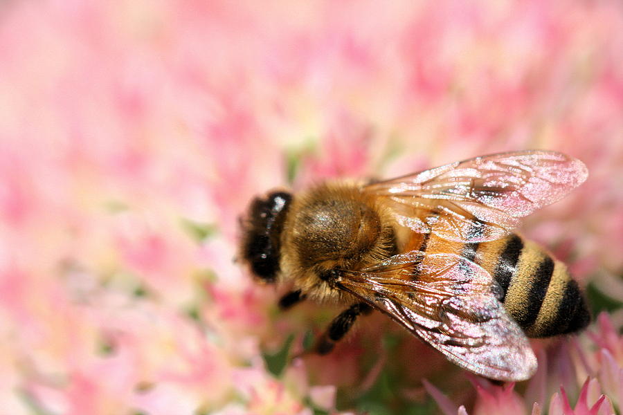 Honey Bee Photograph by Angela Rath