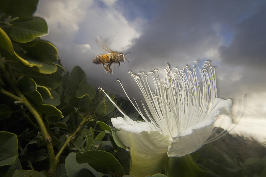 Honey Bee Apis Mellifera Approaching Photograph by Mark Moffett