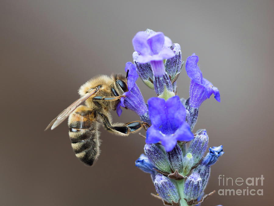 Honey Bee - Apis mellifera - feeding on Lavender by Paul Farnfield Honey Bee - Apis mellifera - feeding on Lavender by Paul Farnfield