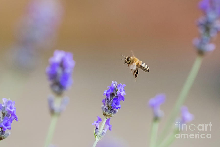 Honey Bee - Apis mellifera - flying through lavender in flower by Paul Farnfield Honey Bee - Apis mellifera - flying through lavender in flower by Paul Farnfield
