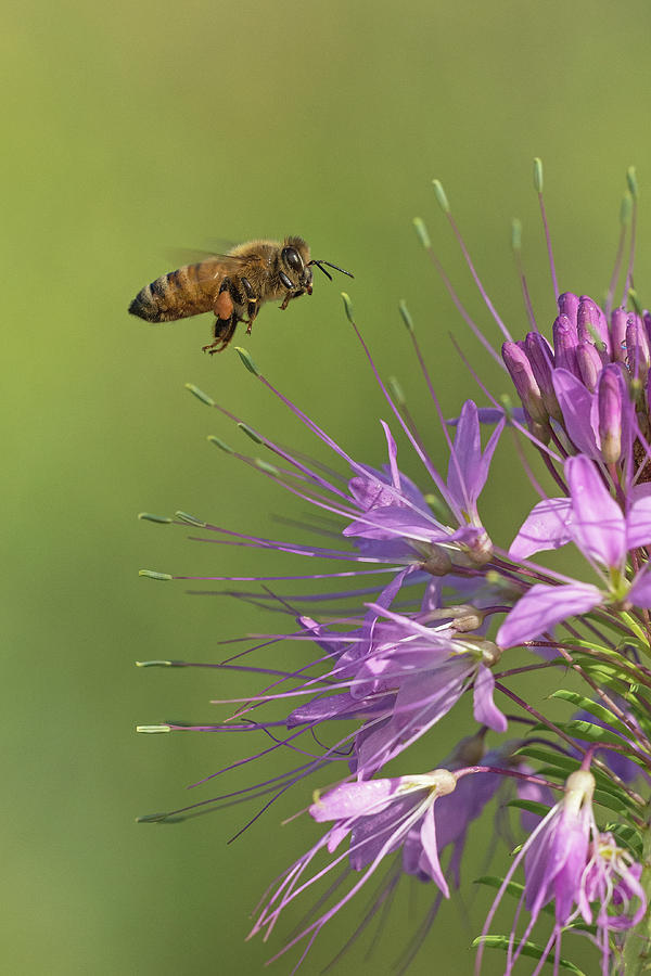 Honey Bee at Work Photograph by Jim Zablotny