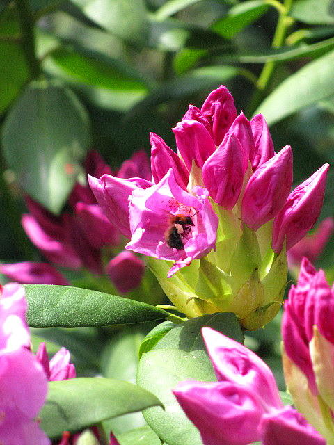 Nature Photograph - Honey Bee by Belinda Consten