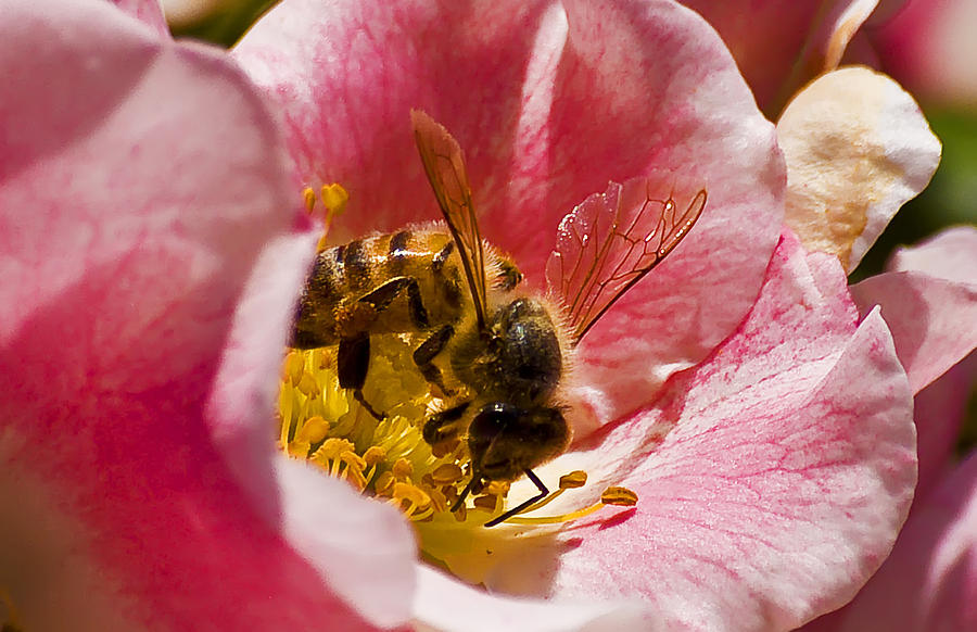 Honey Bee Close Up Photograph by Michael Whitaker