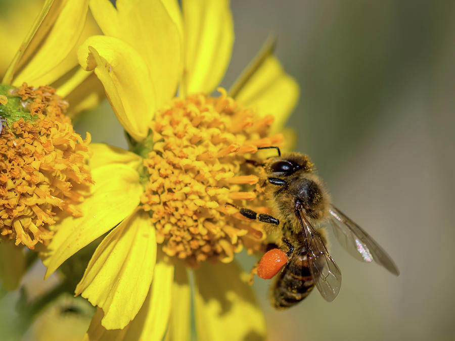 Honey Bee Collecting Pollen Photograph by Tamera Wohlever Pixels