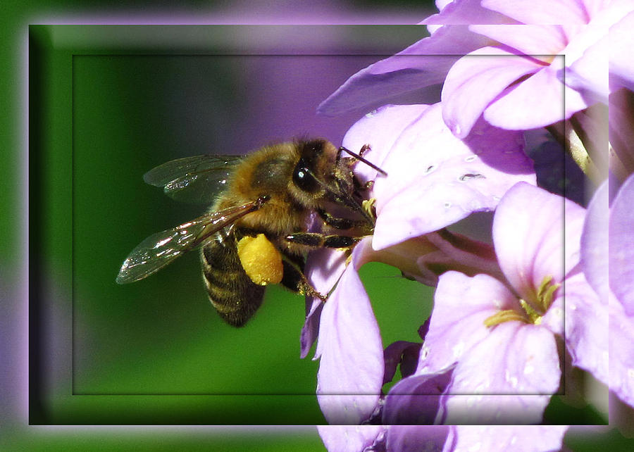Honey Bee Photograph by Deborah Johnson