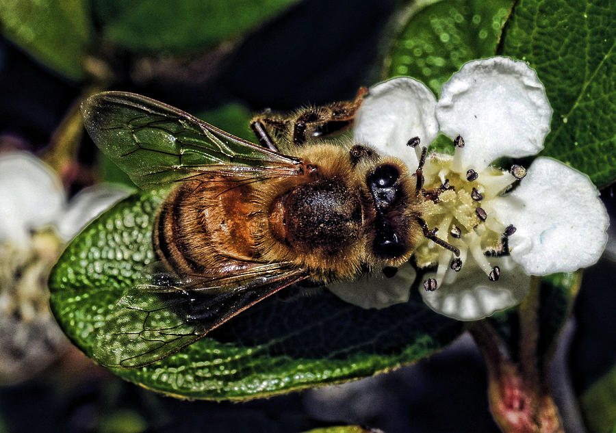 Honey Bee Dining Photograph by Lawrence Christopher