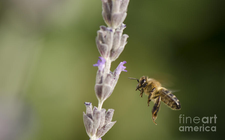 honey bee flying to Lavender Photograph by Perry Van Munster