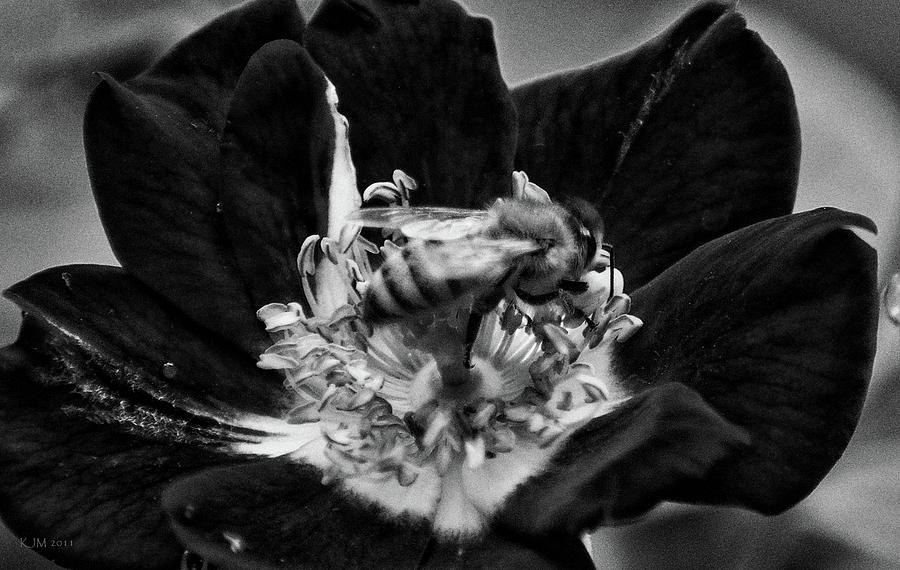 Honey Bee in Black Photograph by Kevin Munro
