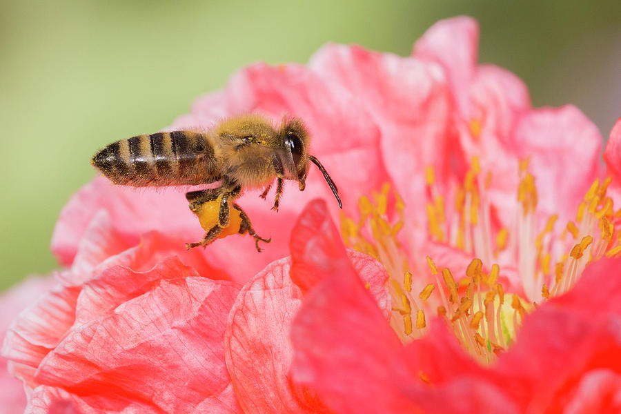 Honey Bee in Flight Photograph by Mircea Costina Photography