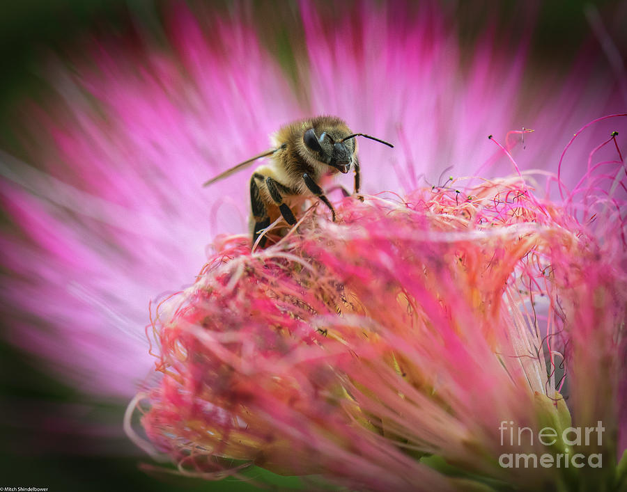 Honey Bee In The Pink Photograph by Mitch Shindelbower