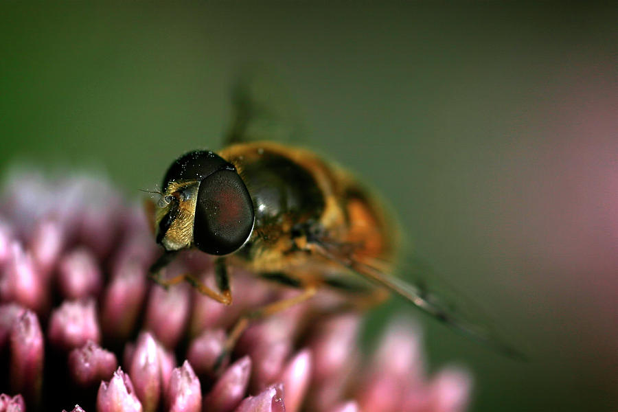 Hoverfly on flower Photograph by Inge Riis McDonald