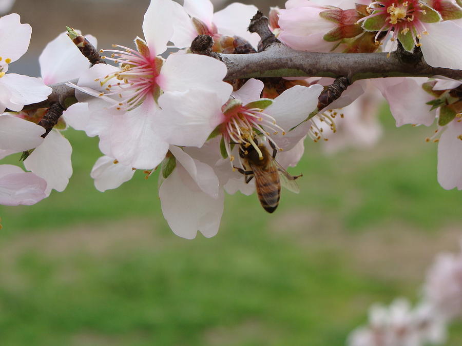 Honey Bee Photograph by Jamie McDaniel - Fine Art America