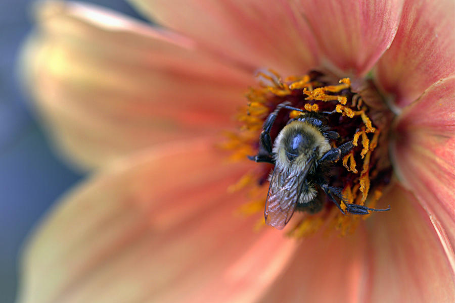 Honey Bee Photograph by Joseph Skompski