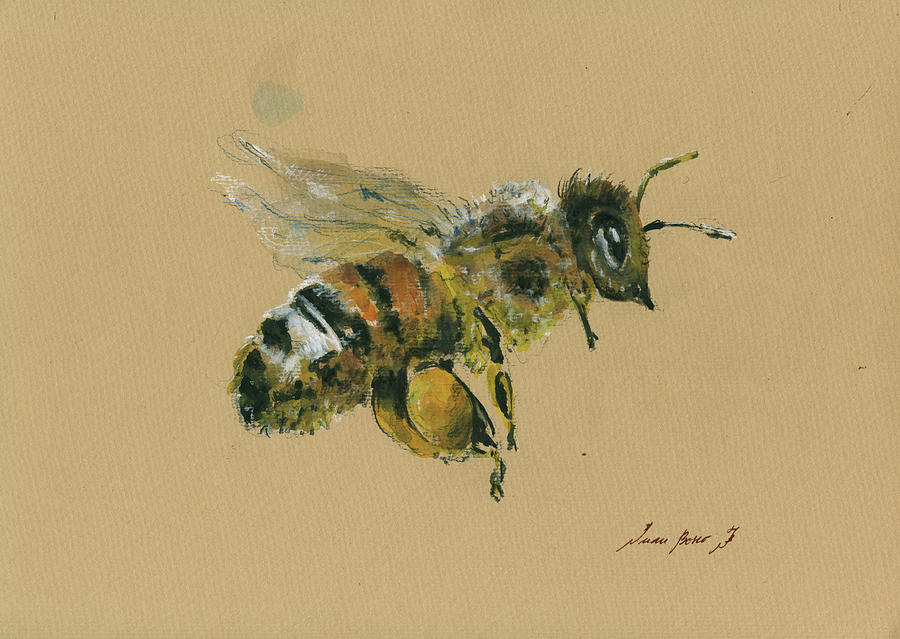Honey Bee Watercolor Painting - Honey bee by Juan Bosco