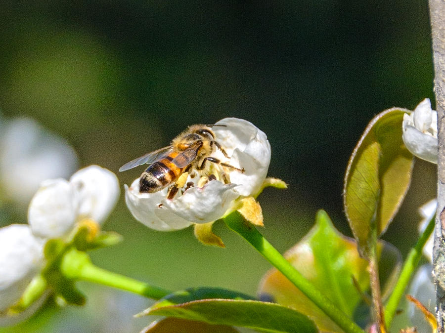 Honey Bee Photograph by Judy Hall-Folde