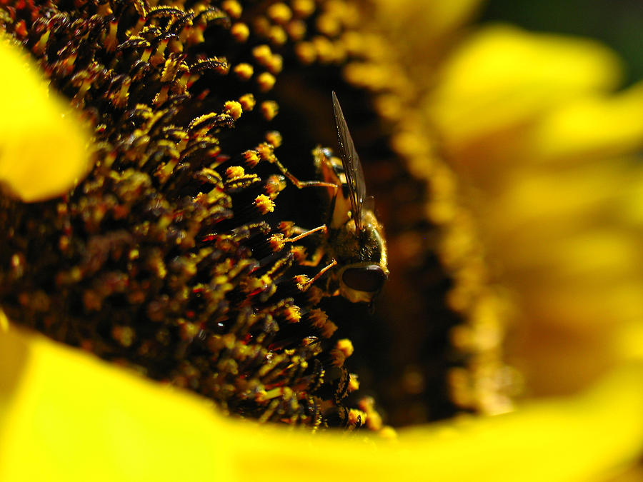 Sunflower Photograph - Honey Bee by Juergen Roth