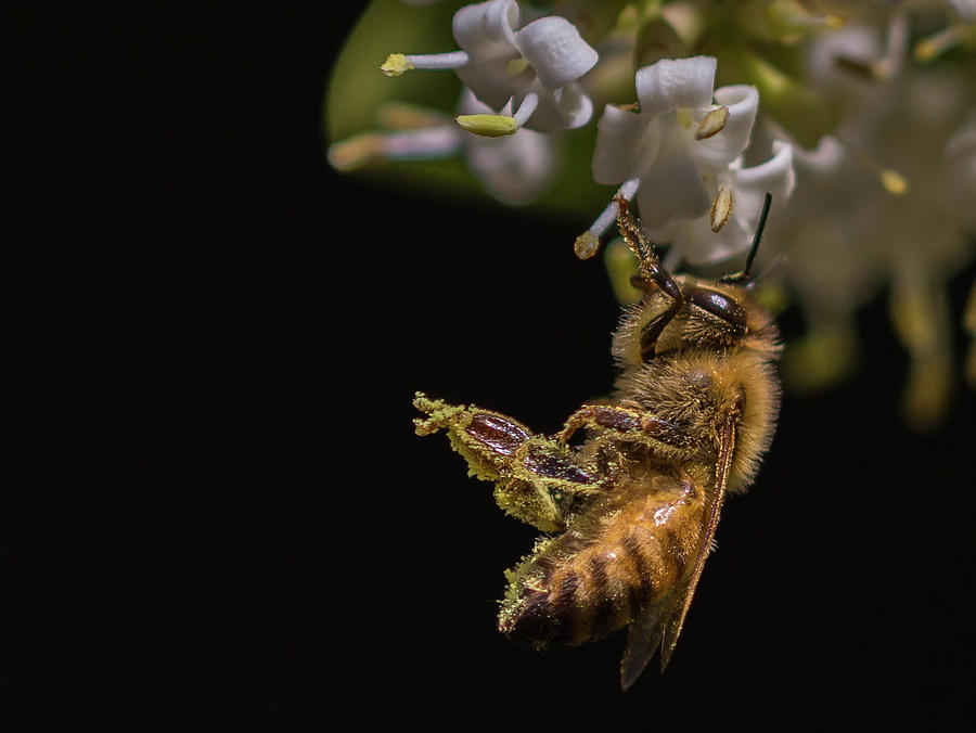 Honey Bee Kick, Apis mellifera Photograph by Christy Cox