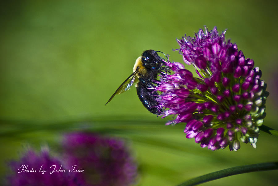 Insects Photograph - Honey Bee Landing on Purple Flower    by John Tarr Photography  Visual Adventurer