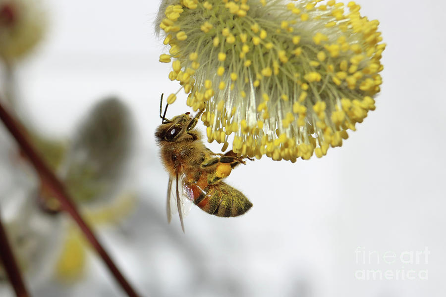 Honey bee lands on pussy willow Photograph by Julia Gavin