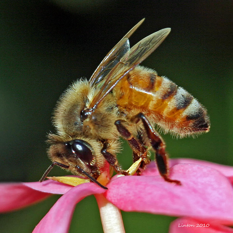 Nature Photograph - Honey Bee by Larry Linton