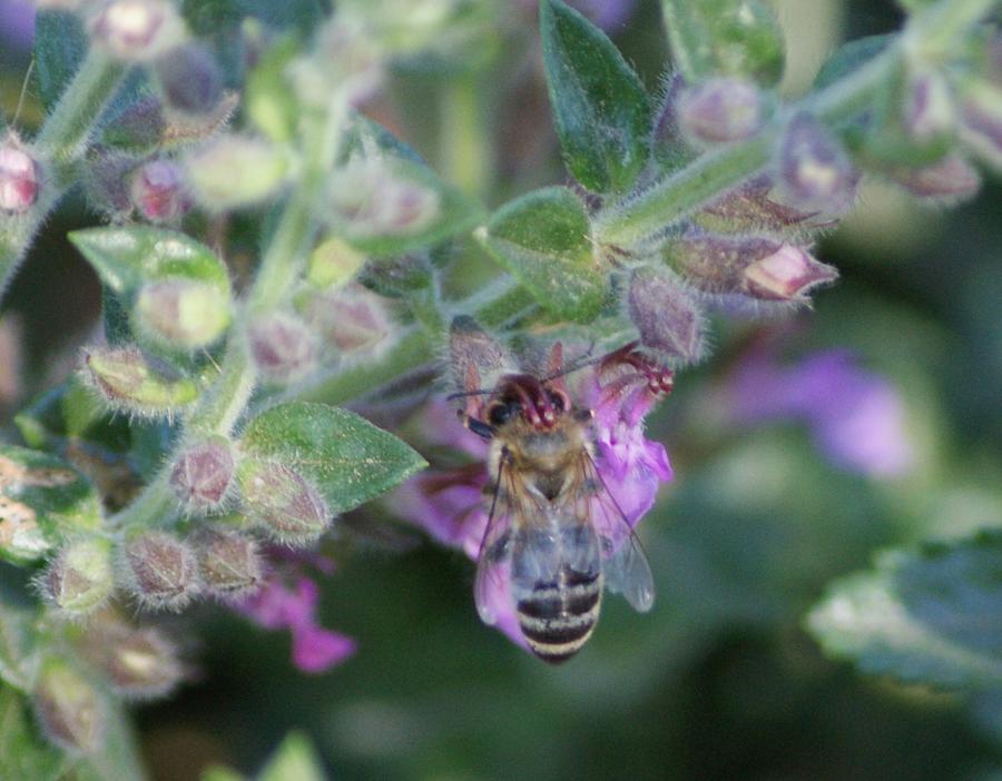 Honey Bee Photograph by Liz Vernand