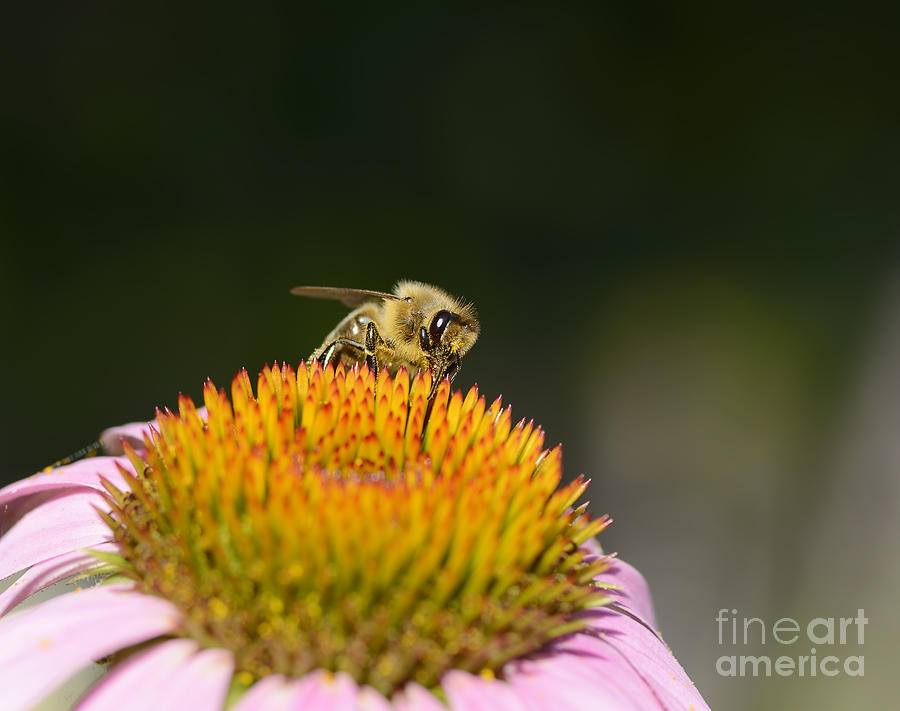 Nature Photograph - Honey Bee by Marv Vandehey