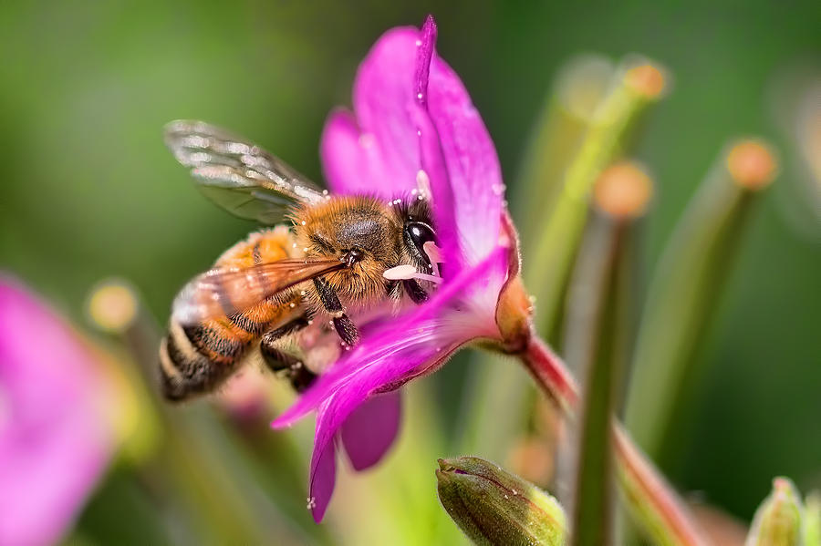 Honey Bee Photograph by Nadia Sanowar