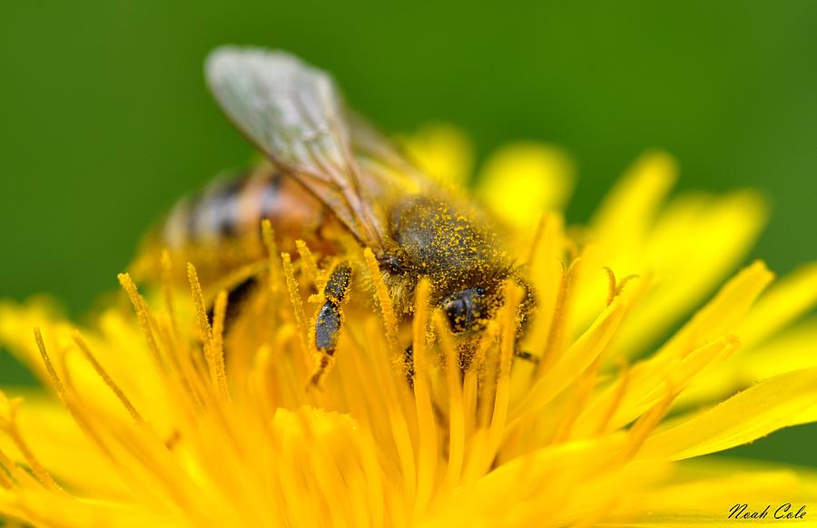 Insects Photograph - Honey Bee by Noah Cole
