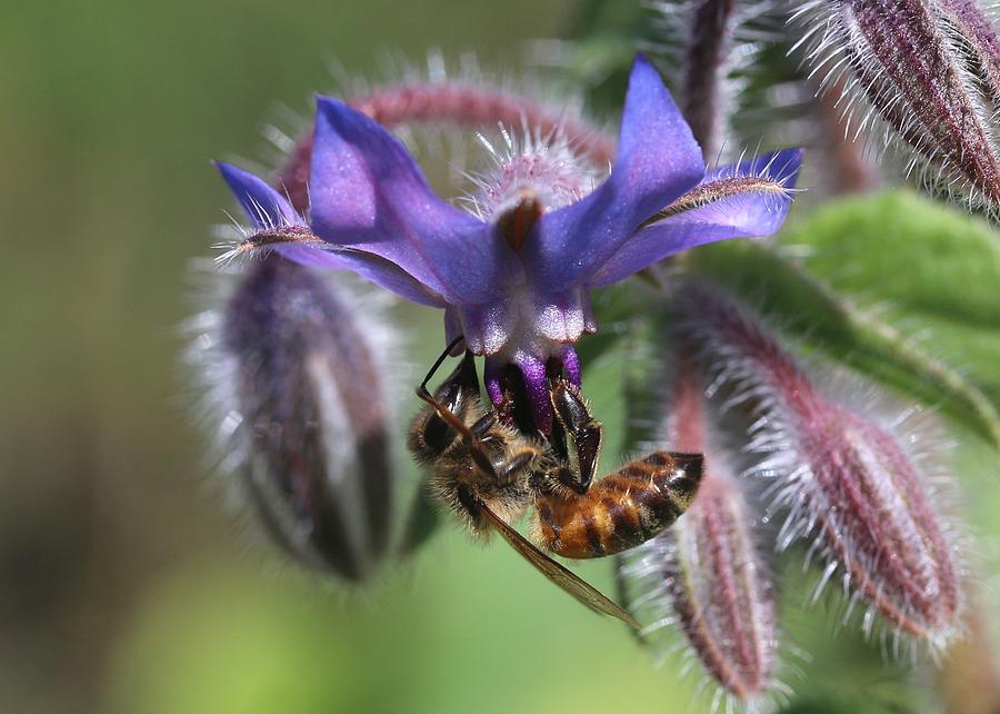 Honey Bee on Borage Photograph by Lucinda VanVleck