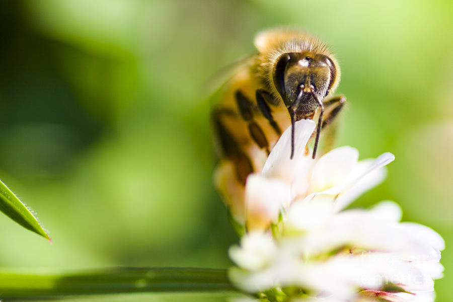 Honey Bee On Clover Flower Photograph by Jorgo Photography