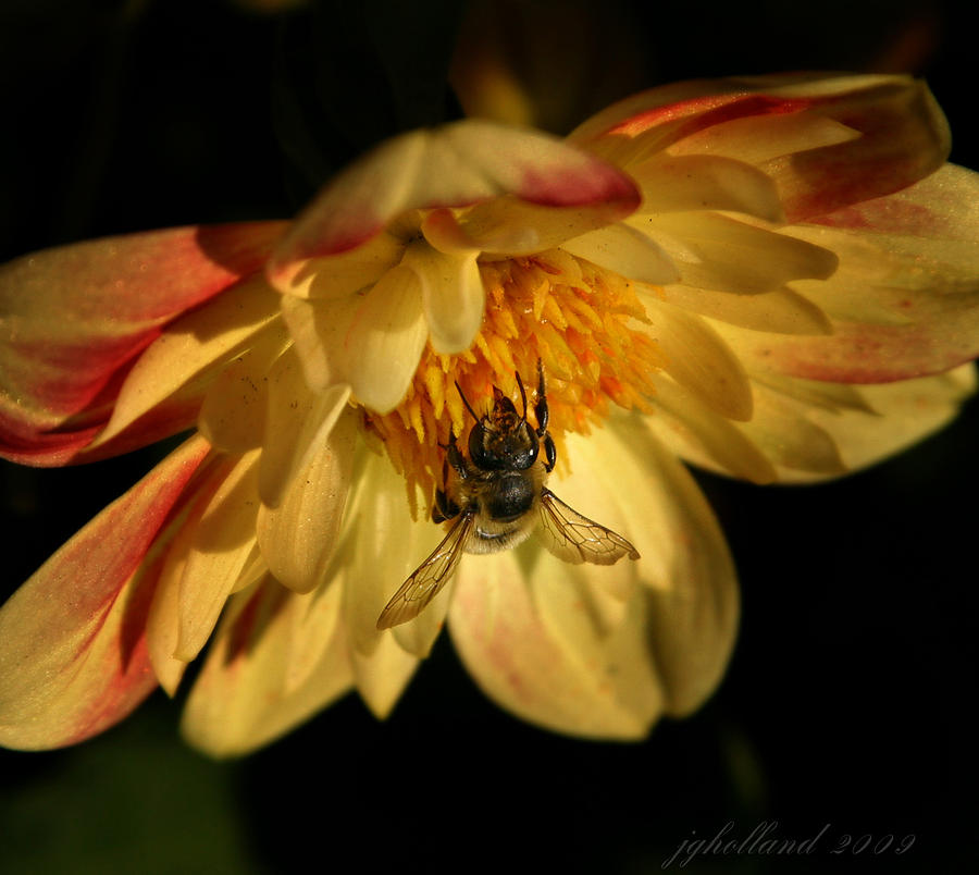 Honey Bee on Daisy Photograph by Joseph G Holland