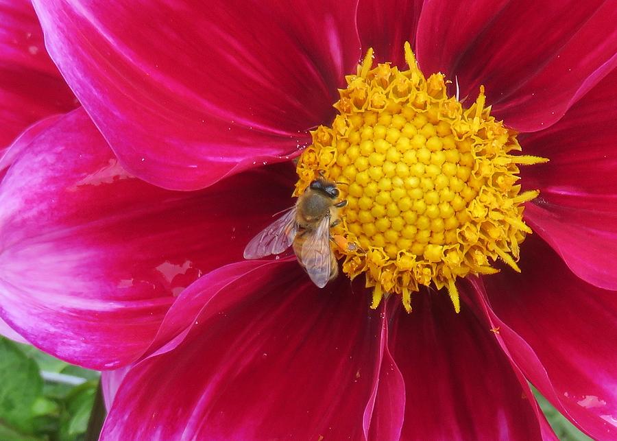 Honey Bee on Dalhia Photograph by Lucinda VanVleck