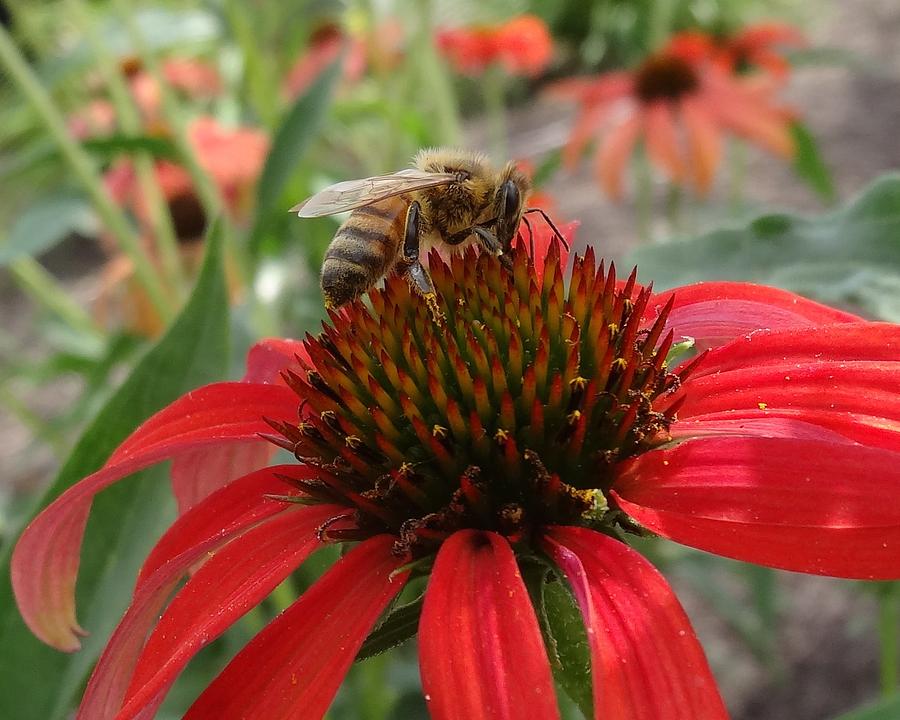 Honey Bee on Echinacea Photograph by Lucinda VanVleck