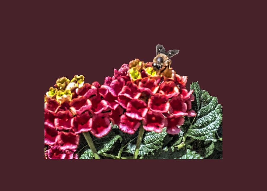 Honey Bee on Flower Photograph by Daniel Hebard