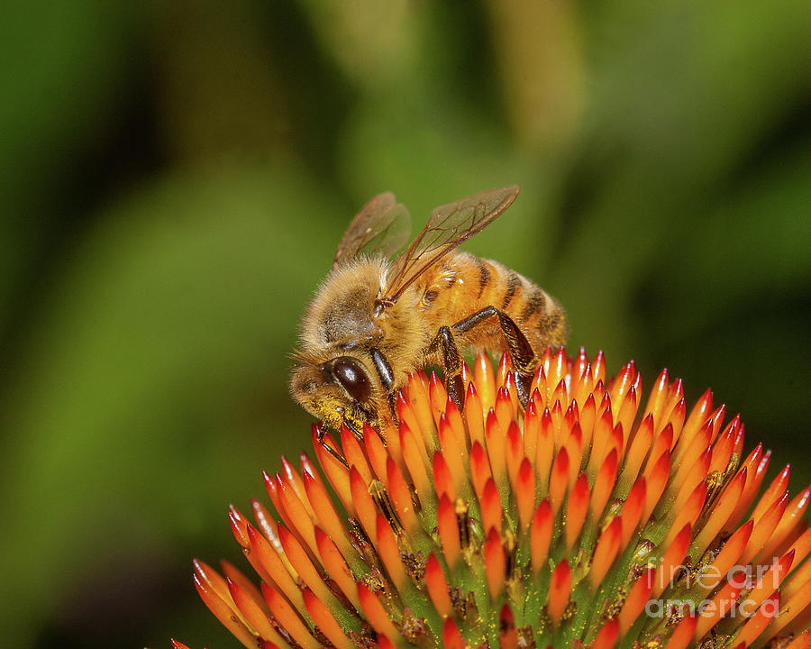 Honey Bee on Flower Four Photograph by Randy Steele