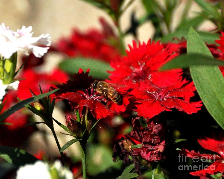 Flowers Still Life Photograph - Honey Bee On Flower by John Black